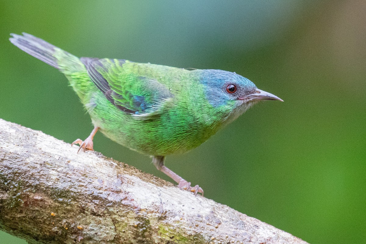 Blue Dacnis - Sue Wright