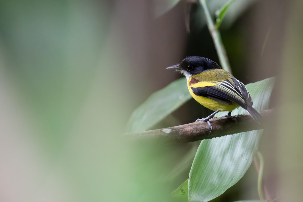 Golden-winged Tody-Flycatcher - ML546794091