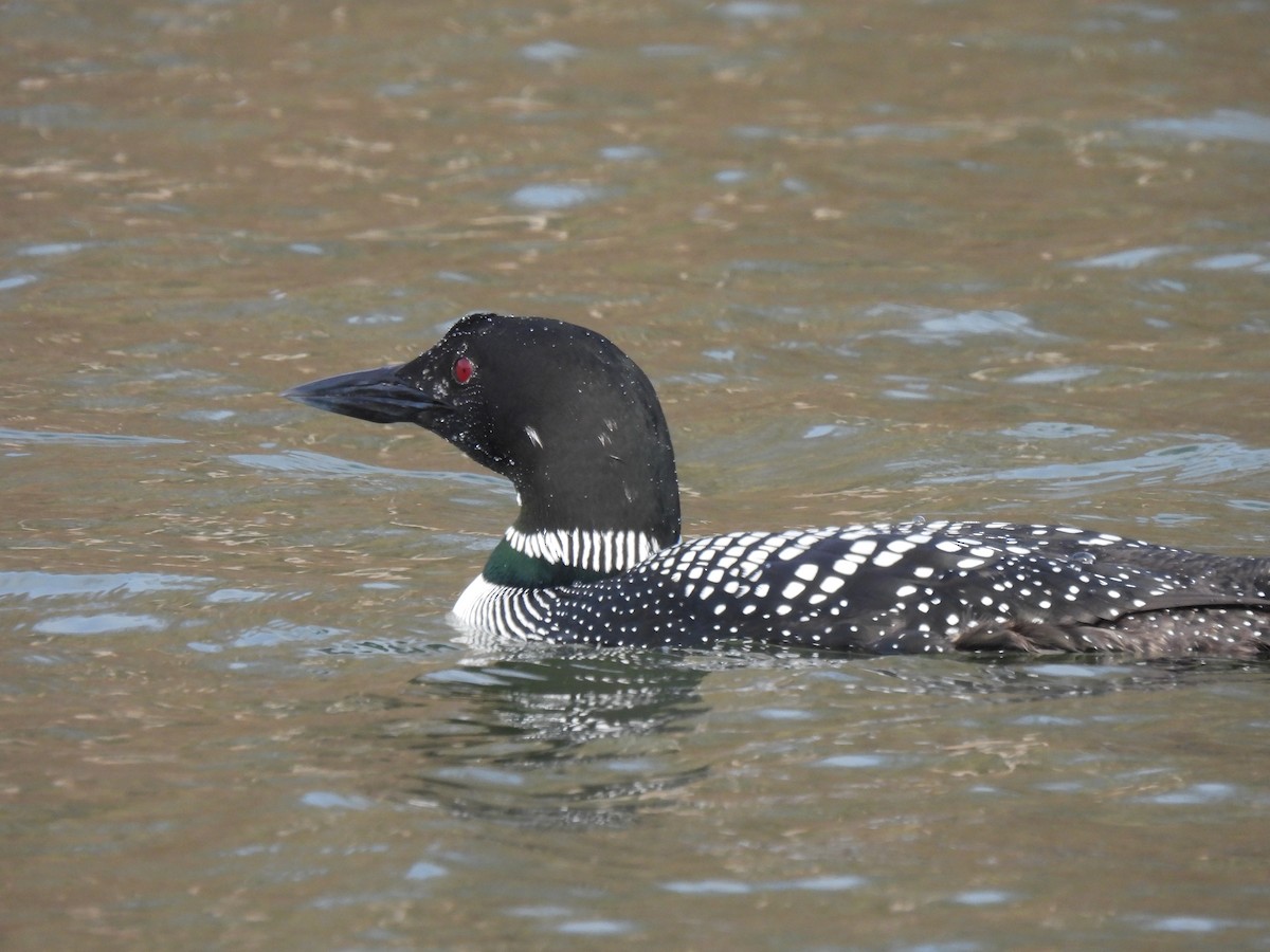 Common Loon - ML546794251