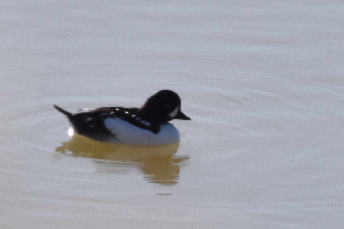 Barrow's Goldeneye - ML546794761