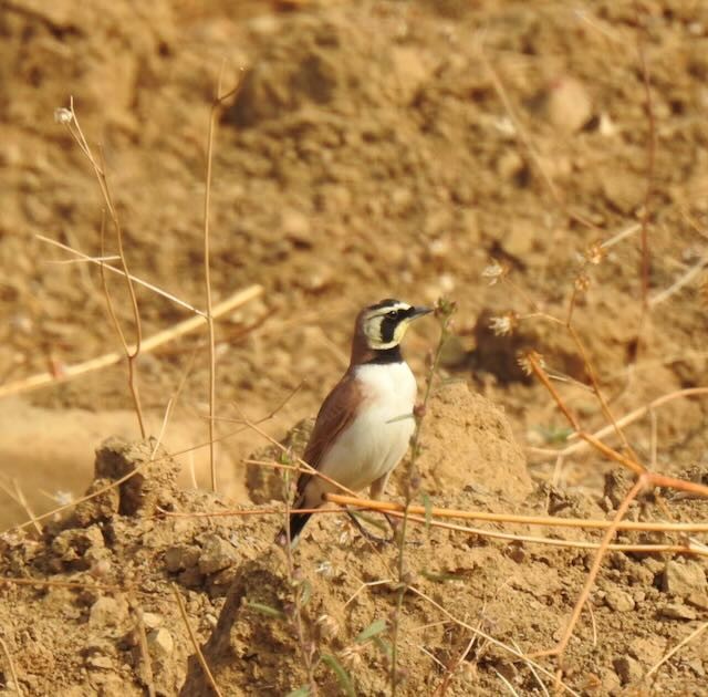 Horned Lark (Mexican) - ML546794811