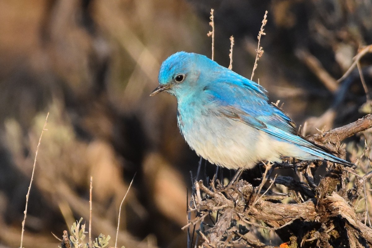 Mountain Bluebird - ML546794821