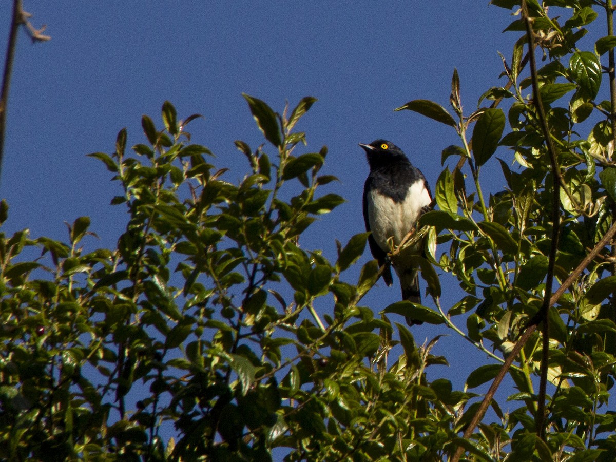 Abbott's Starling - Phil Stouffer