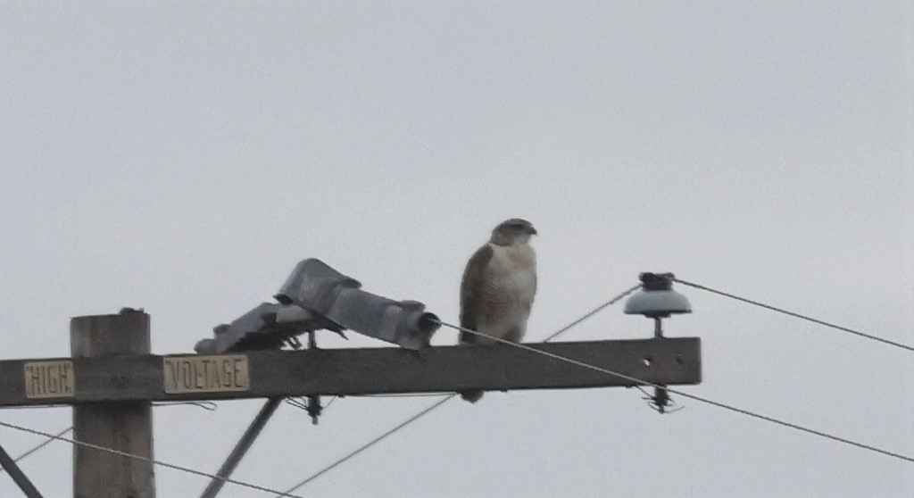 Ferruginous Hawk - ML546795861