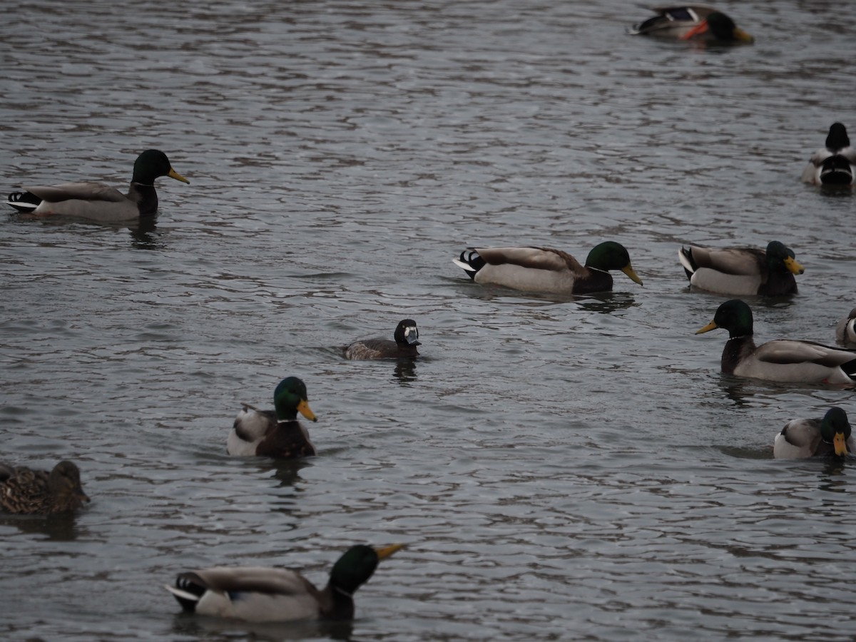 Greater Scaup - ML546796531