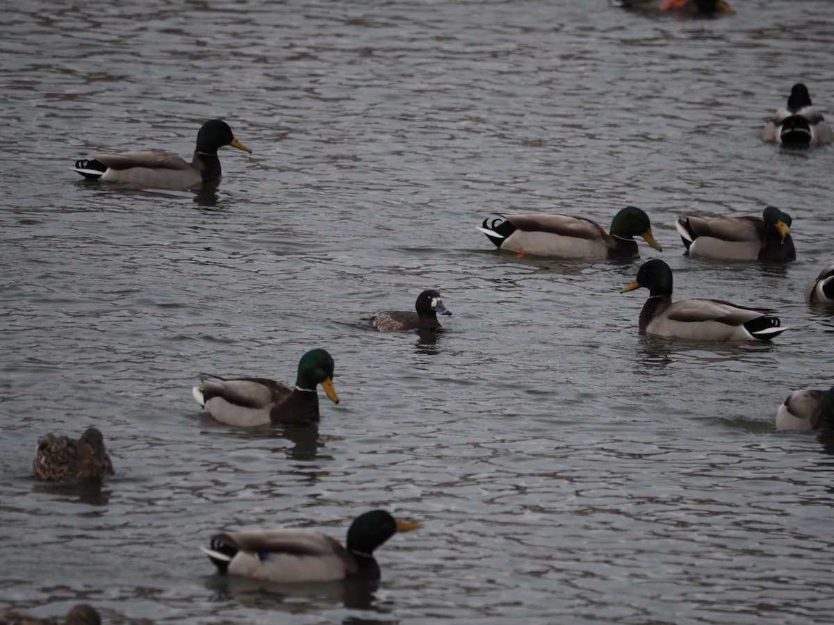 Greater Scaup - ML546796751