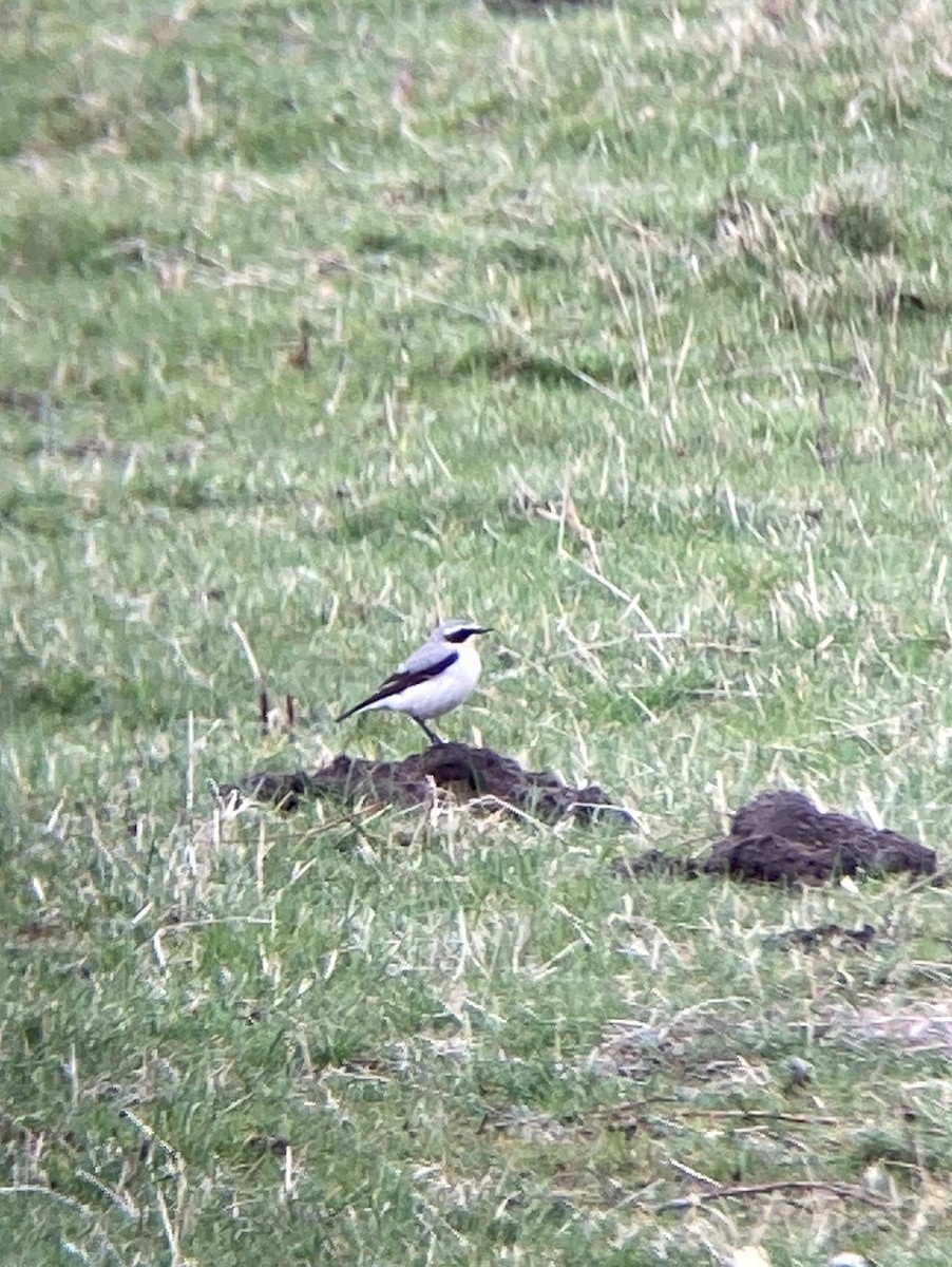 bělořit šedý - ML546796791