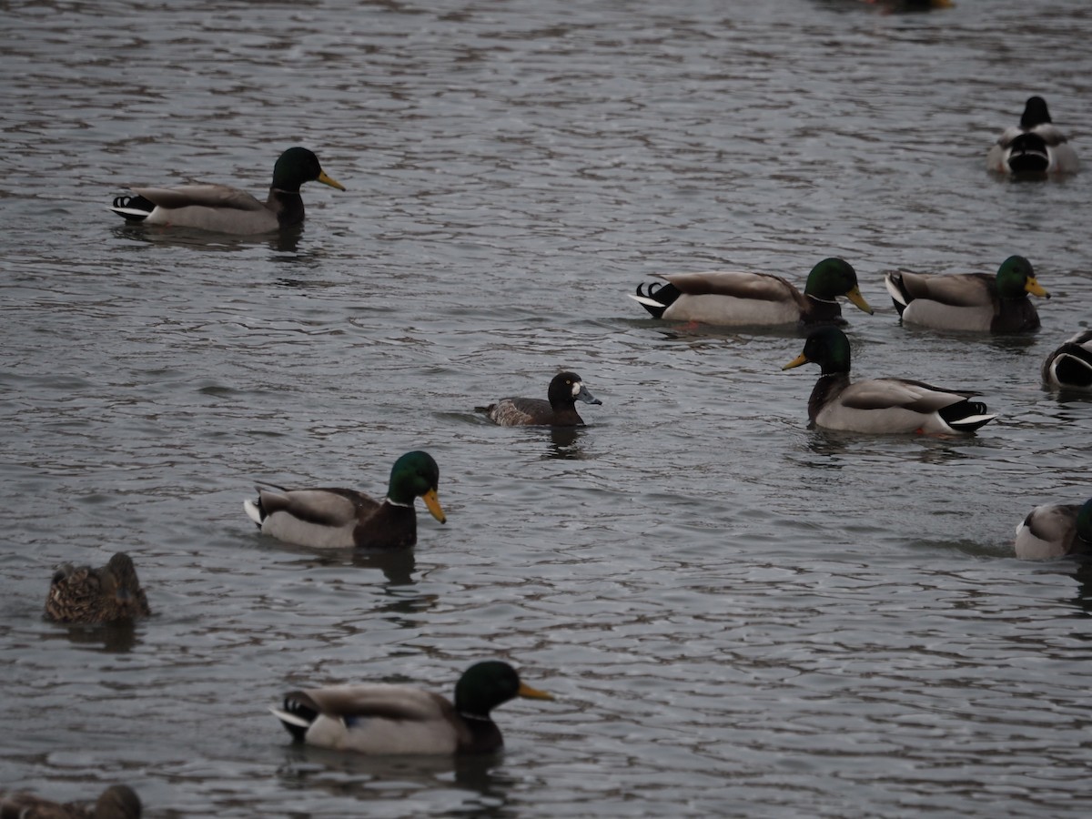 Greater Scaup - ML546796871