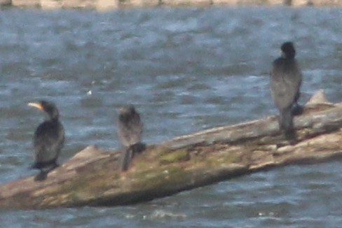 Neotropic Cormorant - ML546796951