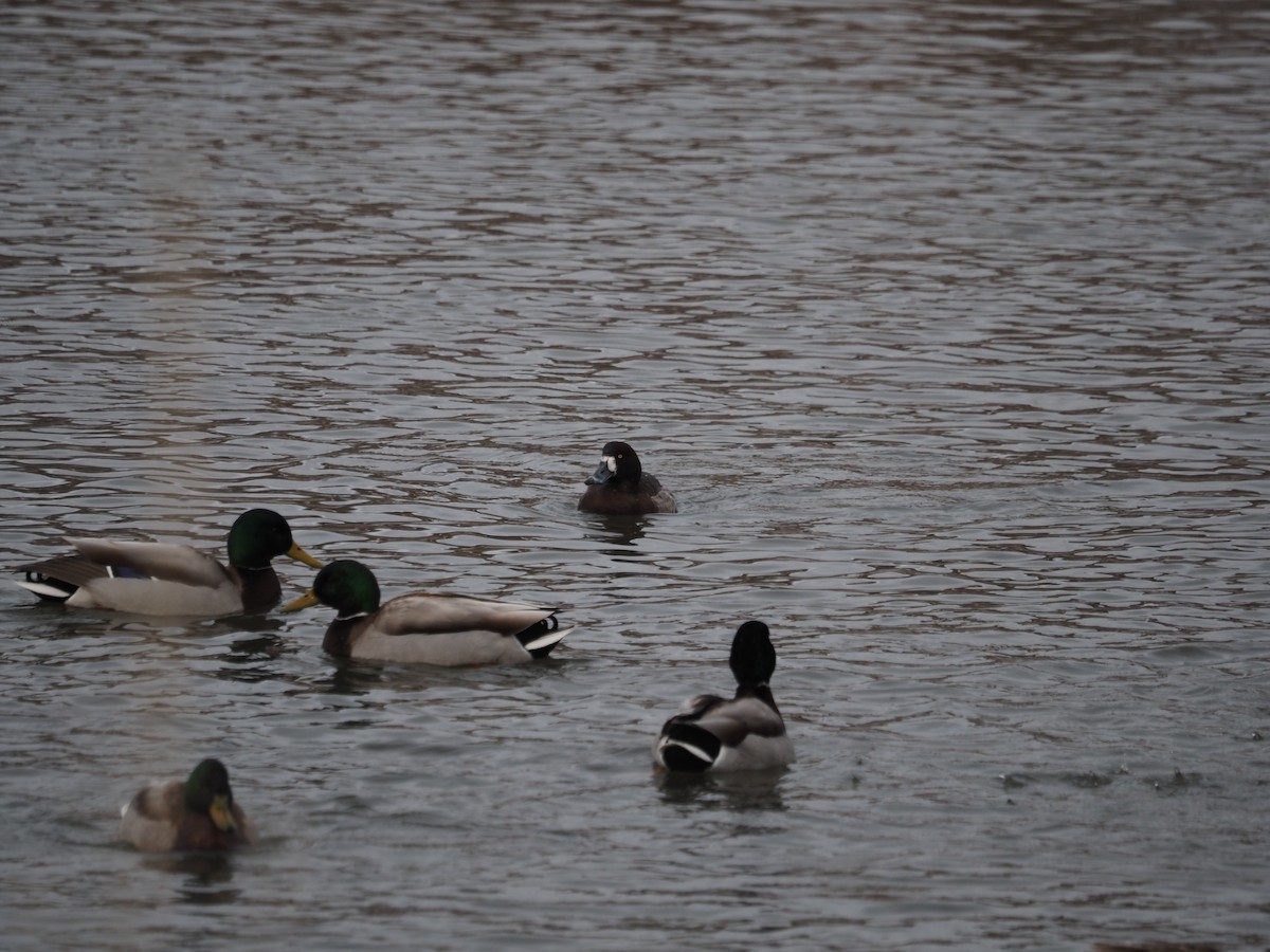 Greater Scaup - ML546796991