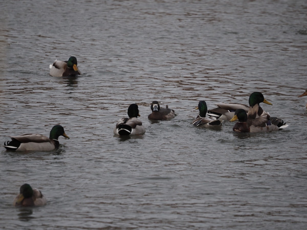 Greater Scaup - ML546797291