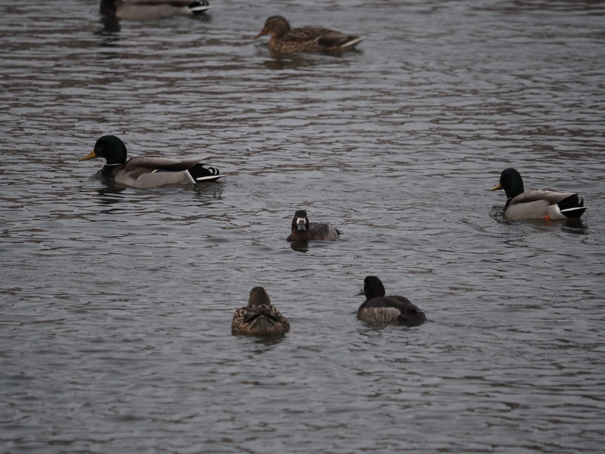 Greater Scaup - ML546797741