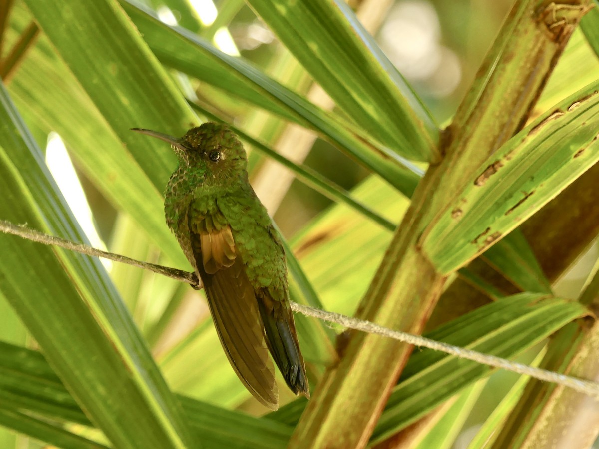 Stripe-tailed Hummingbird - ML546797771