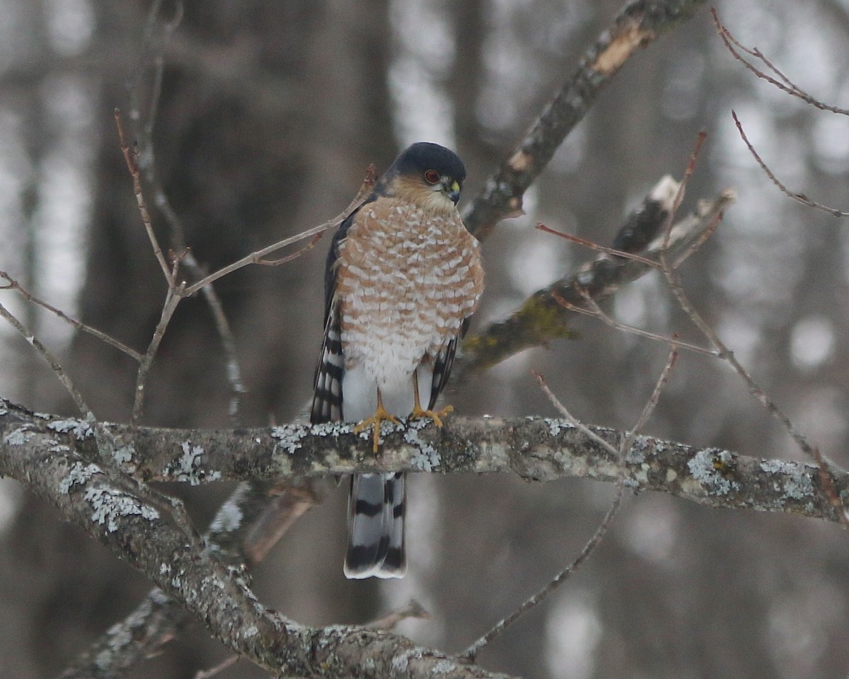 Sharp-shinned Hawk - ML546798281