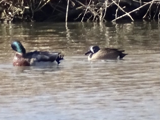 Blue-winged Teal - Jill Medley