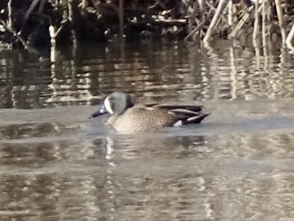 Blue-winged Teal - Jill Medley