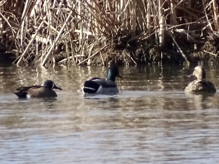 Blue-winged Teal - Jill Medley