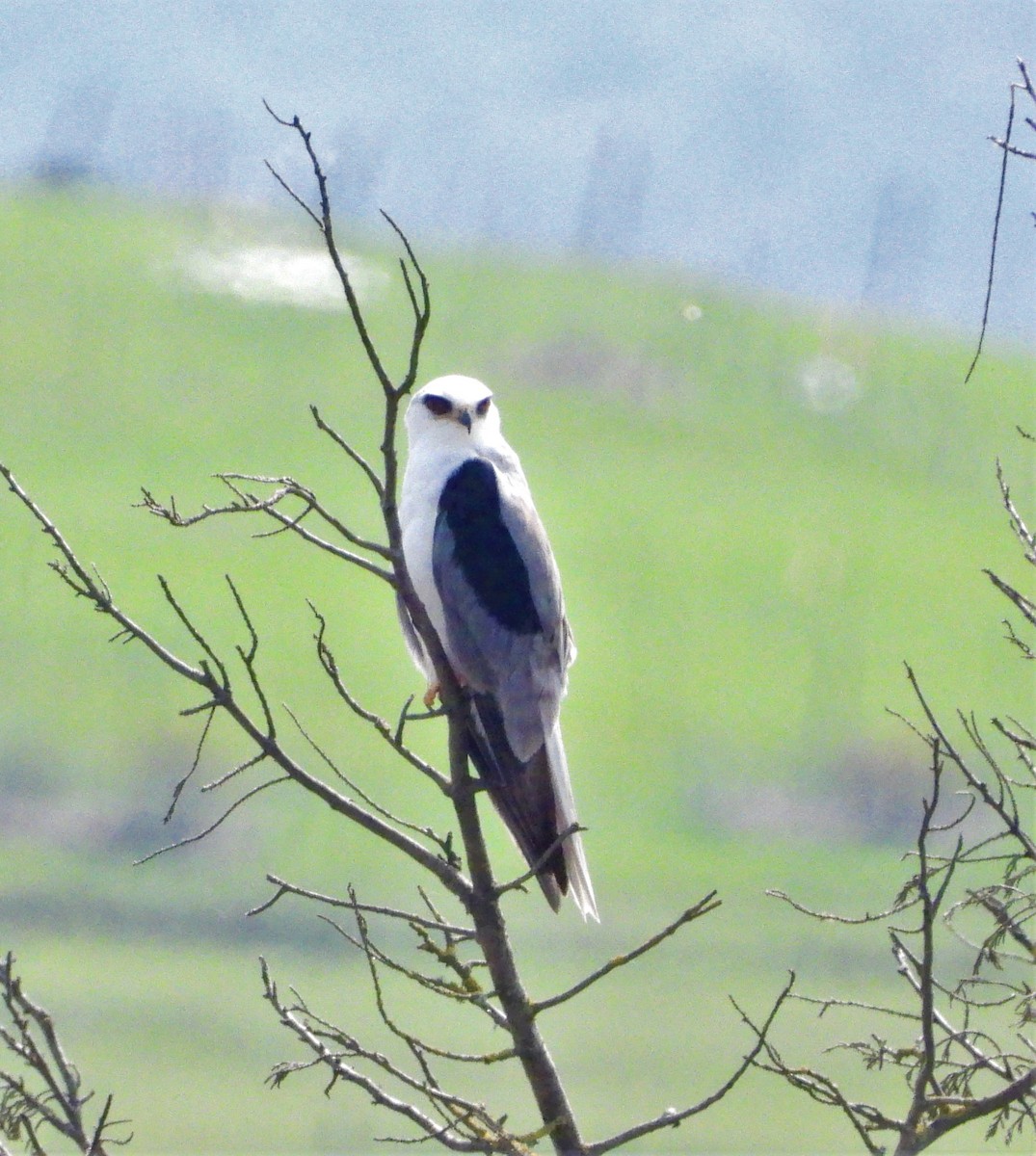 White-tailed Kite - ML546798651