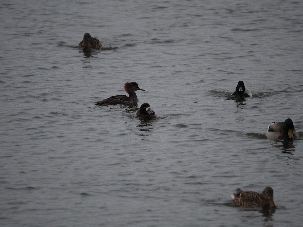 Greater Scaup - ML546798941