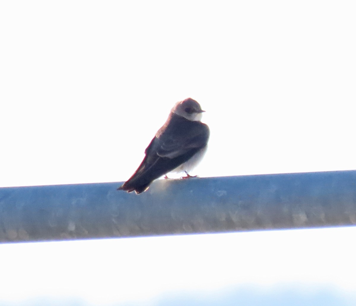 Northern Rough-winged Swallow - ML546799141