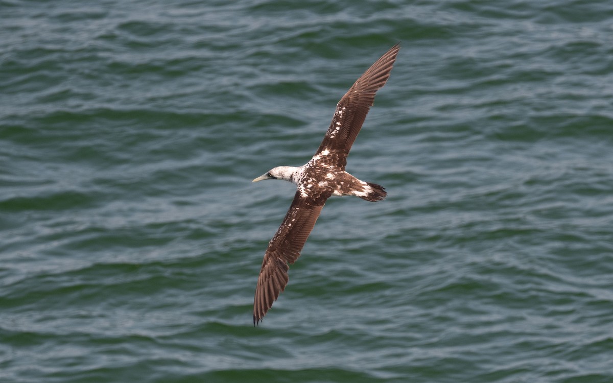 Masked Booby - ML546799431