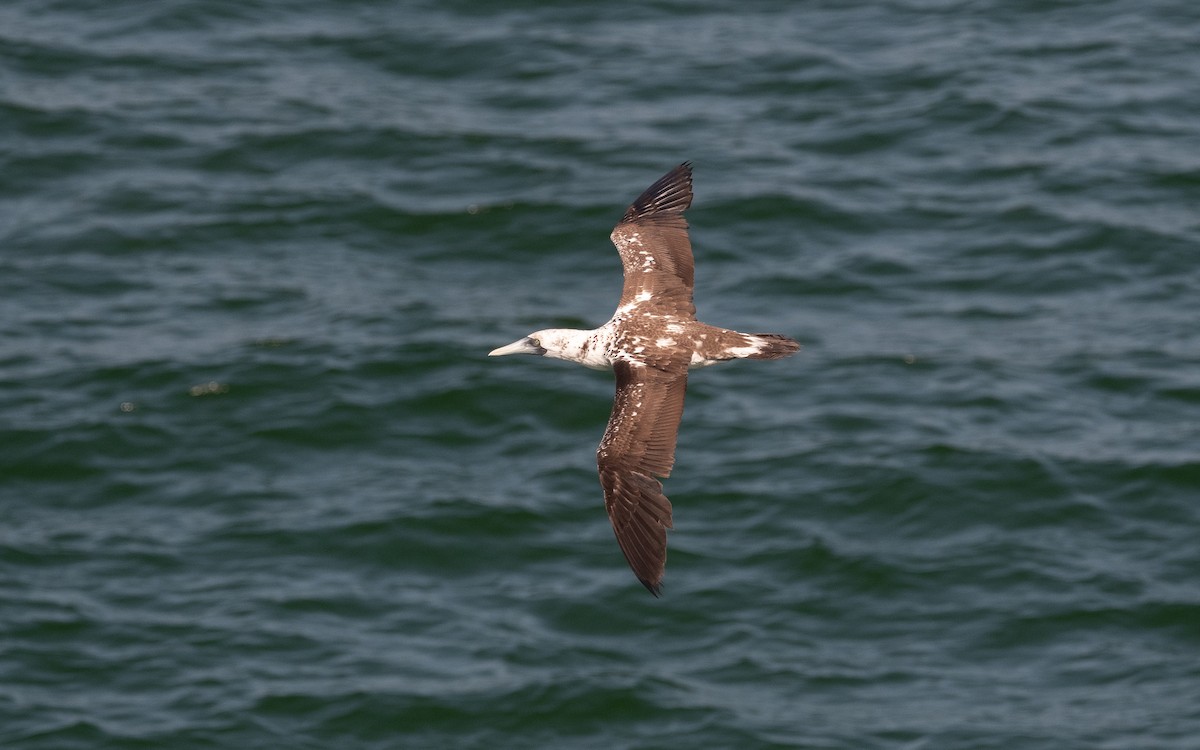 Masked Booby - ML546799451