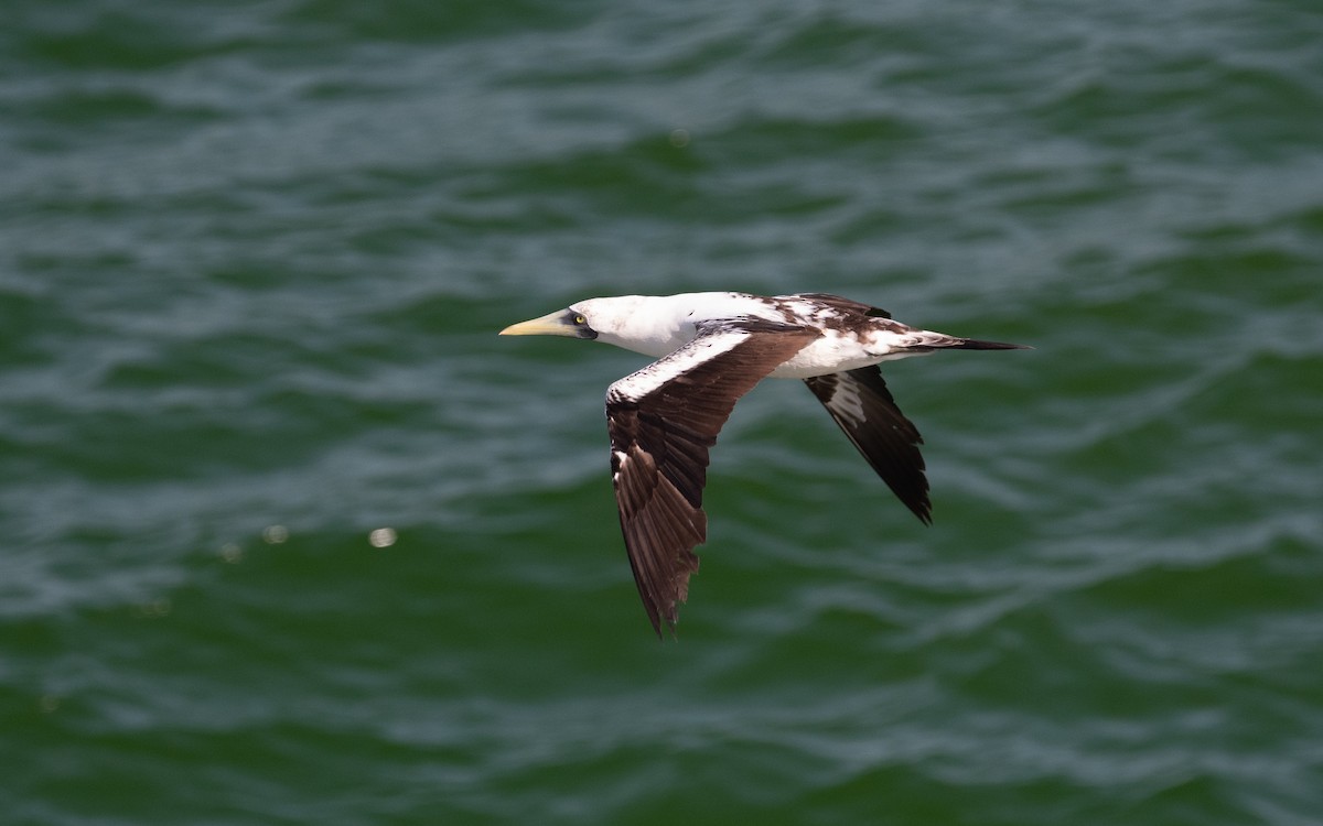 Masked Booby - ML546799461