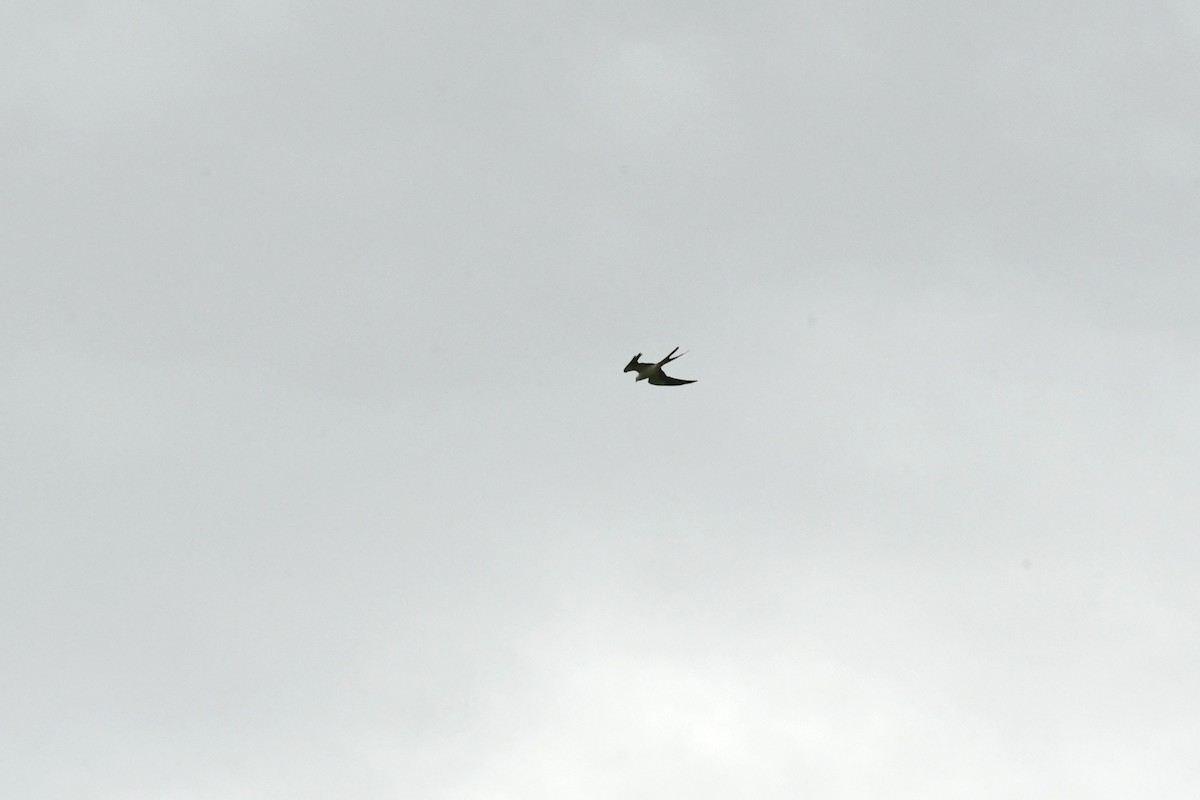 Swallow-tailed Kite - ML546800251