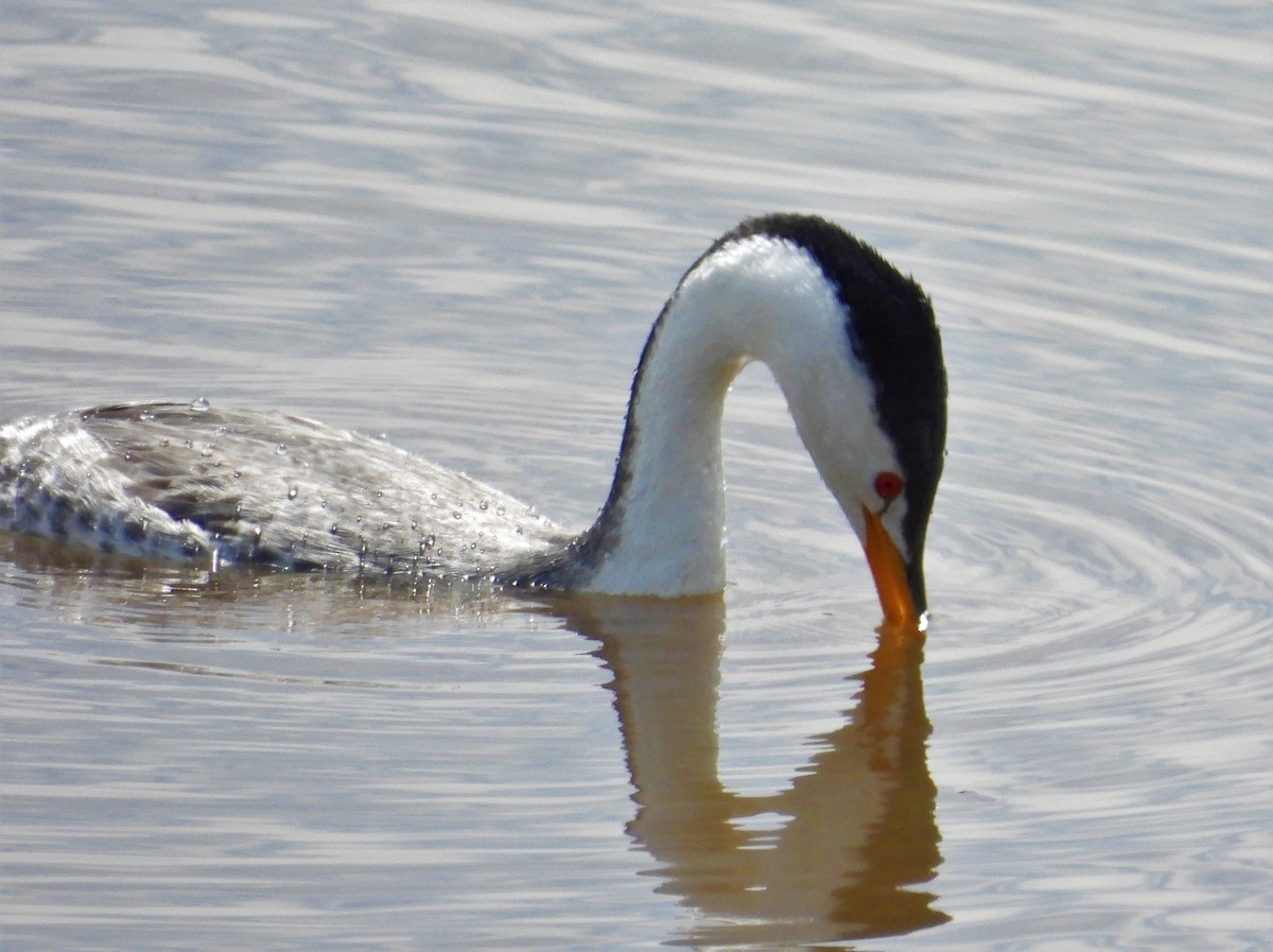 Clark's Grebe - ML546800661