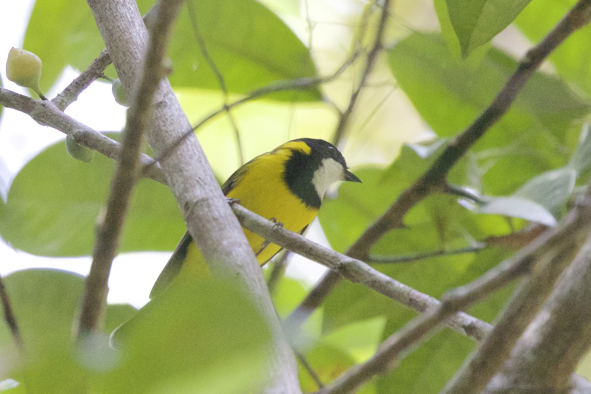 Golden Whistler - Jeanne Verhulst