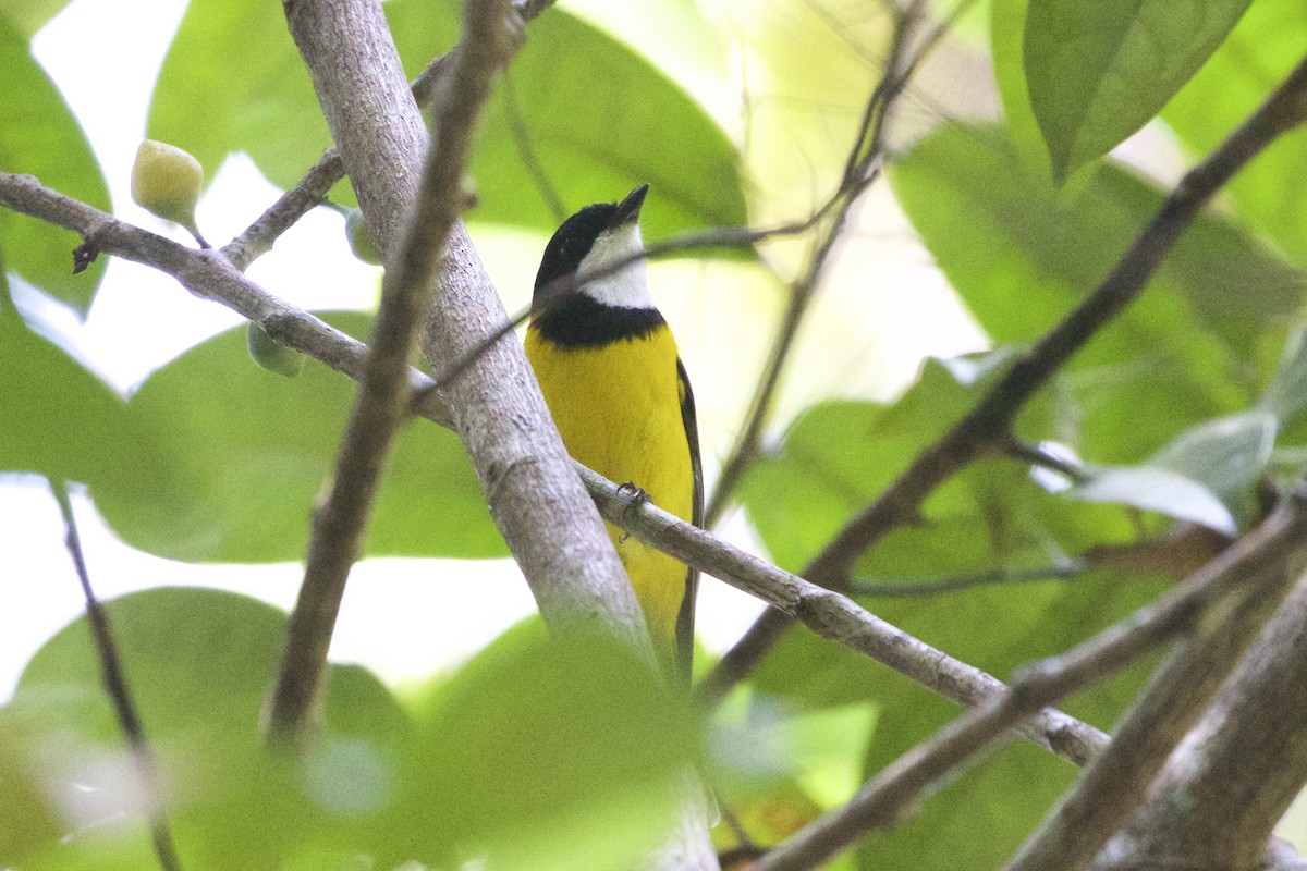 Golden Whistler - Jeanne Verhulst