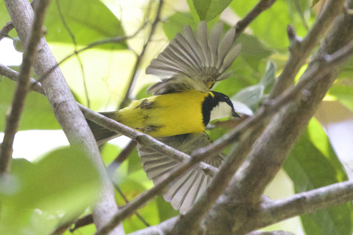 Golden Whistler - Jeanne Verhulst