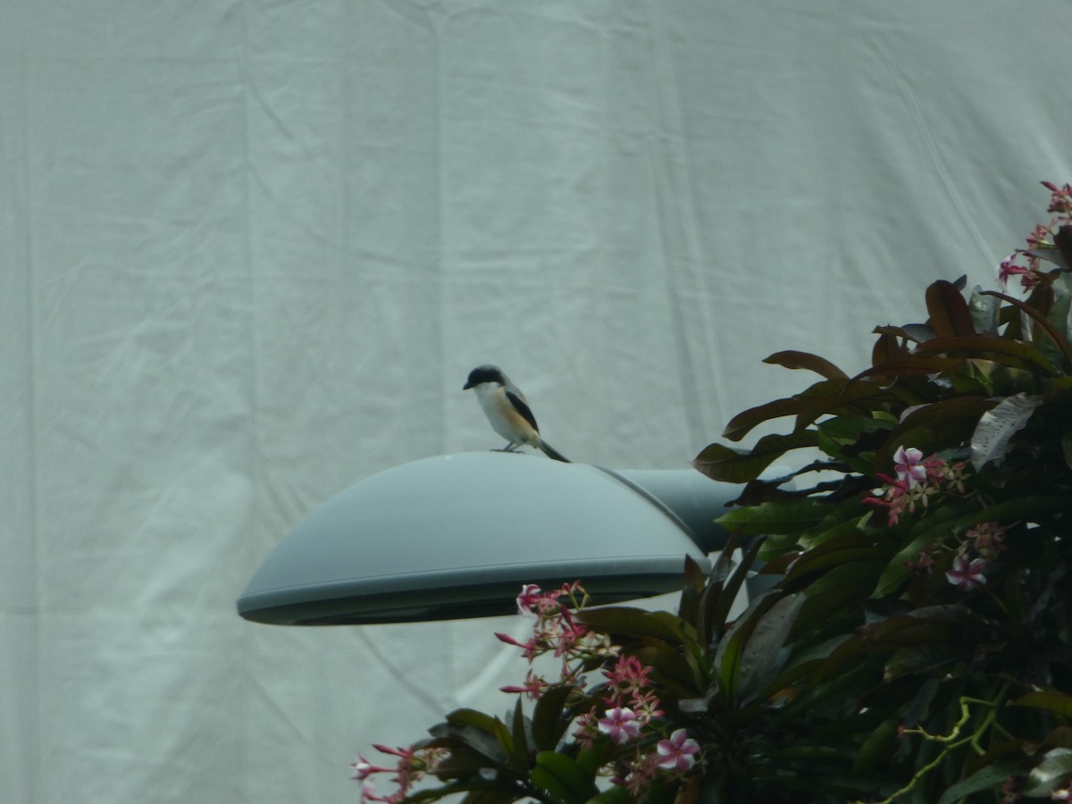 Long-tailed Shrike - ML54680591