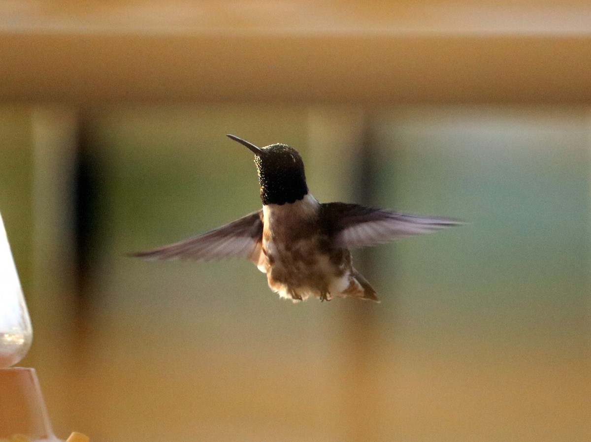 Colibrí Gorjinegro - ML54680721