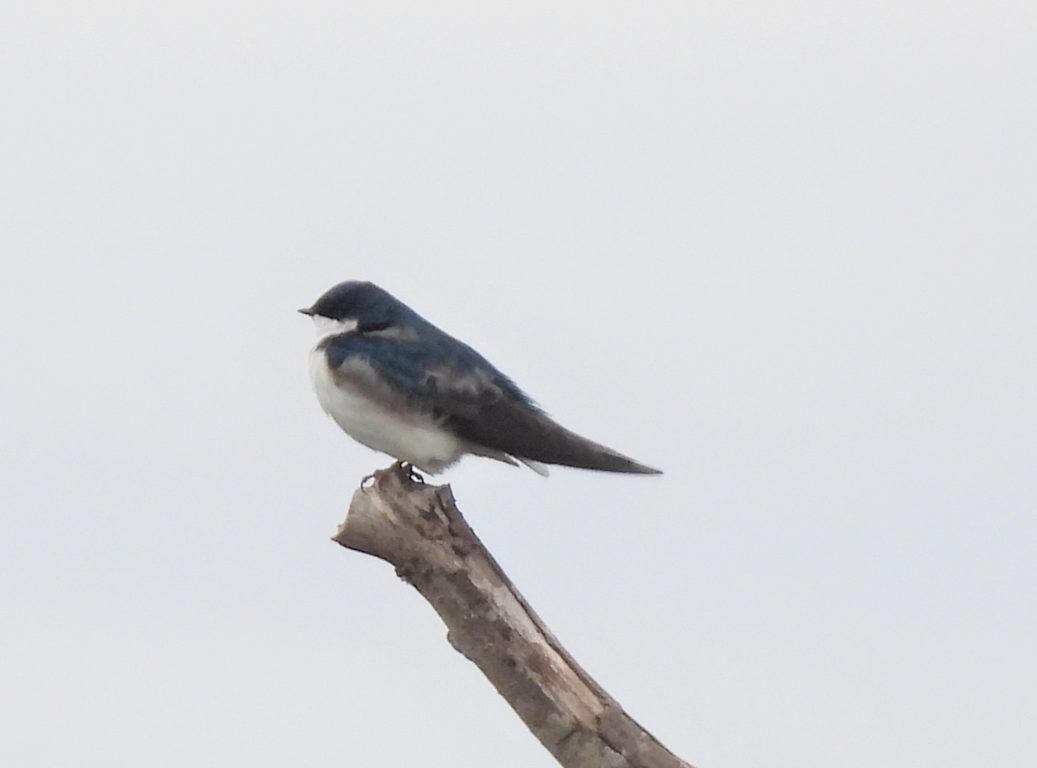 Golondrina Bicolor - ML546807751