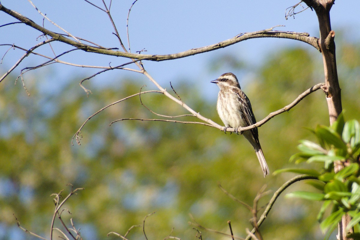 Variegated Flycatcher - ML546808591