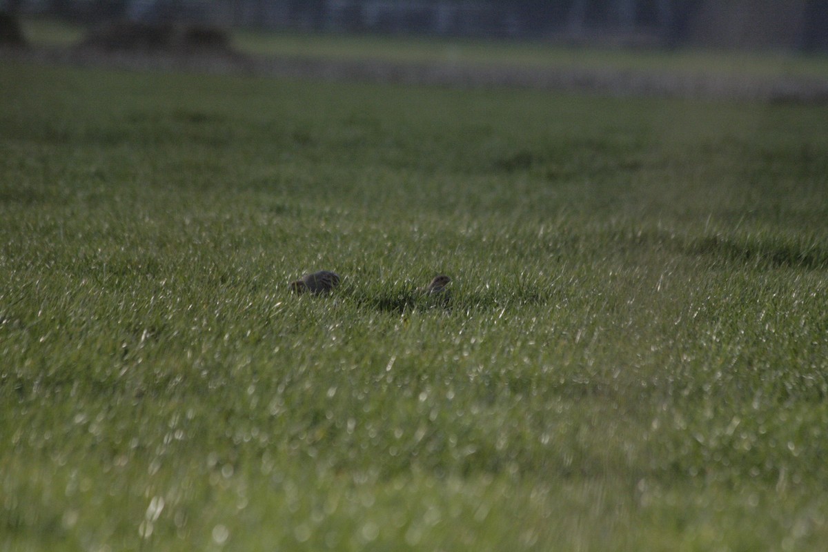 Gray Partridge - ML546808861