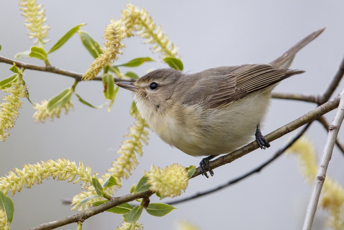 Eastern Warbling Vireo - Michael Stubblefield