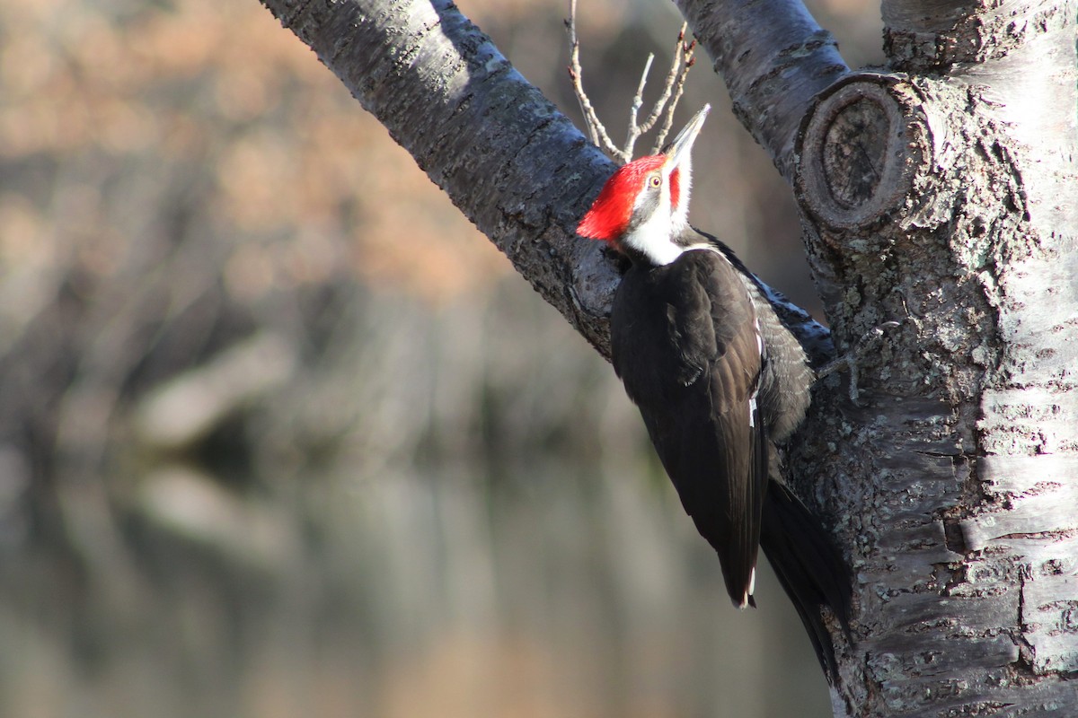 Pileated Woodpecker - ML546809531