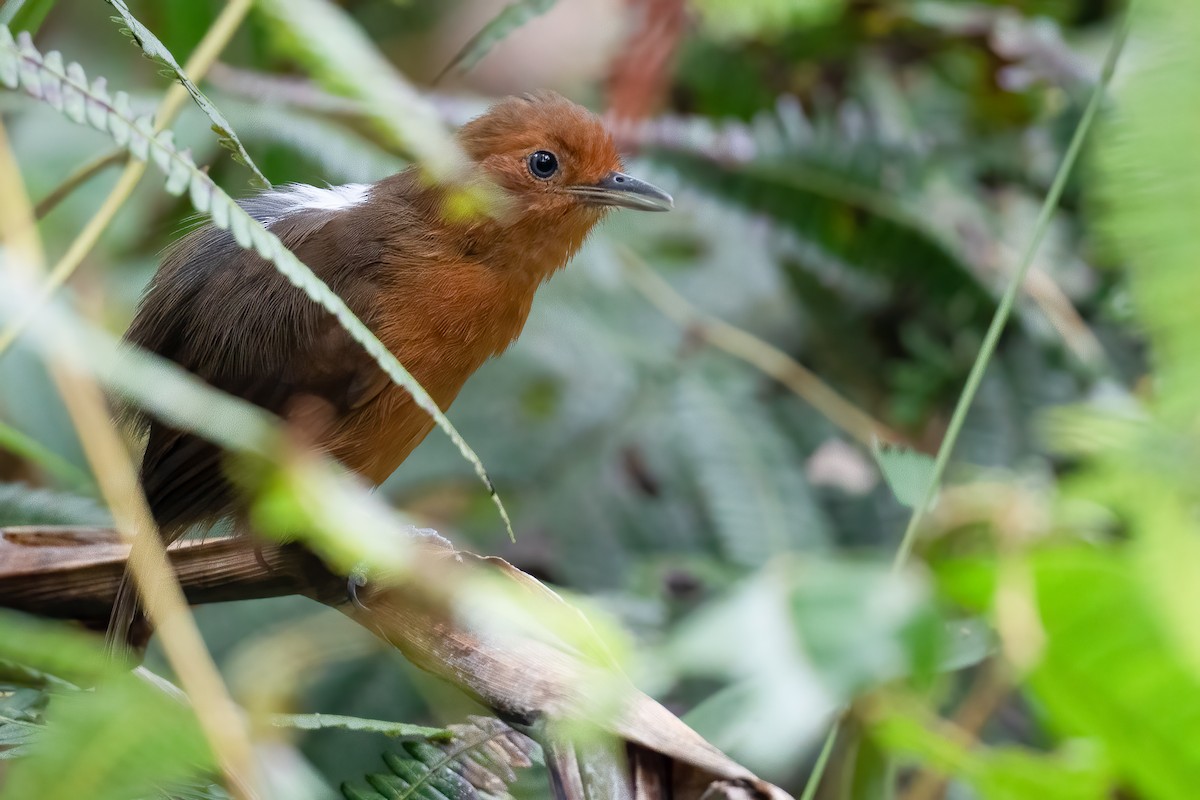 Blackish Antbird - Ben  Lucking