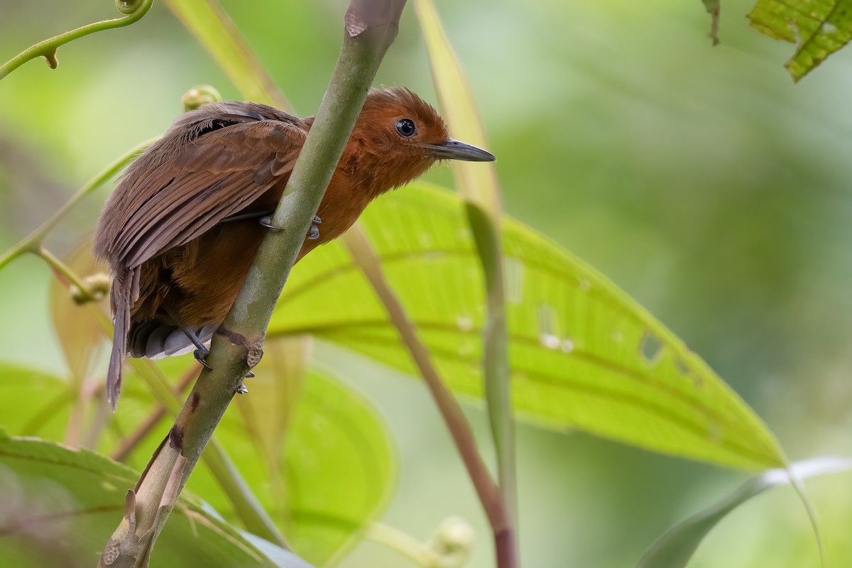 Blackish Antbird - Ben  Lucking