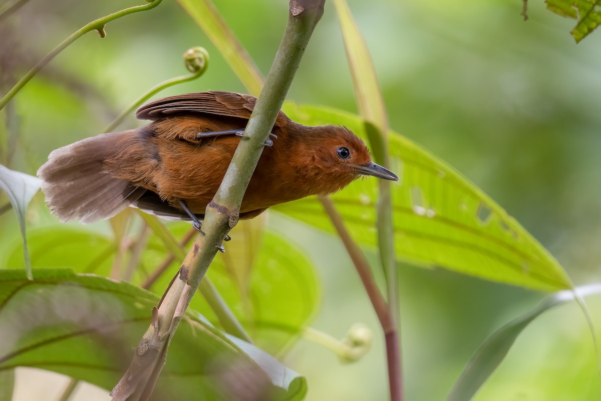 Blackish Antbird - Ben  Lucking