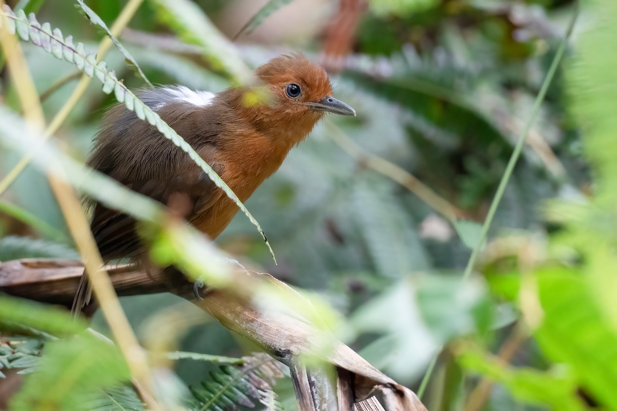 Blackish Antbird - Ben  Lucking