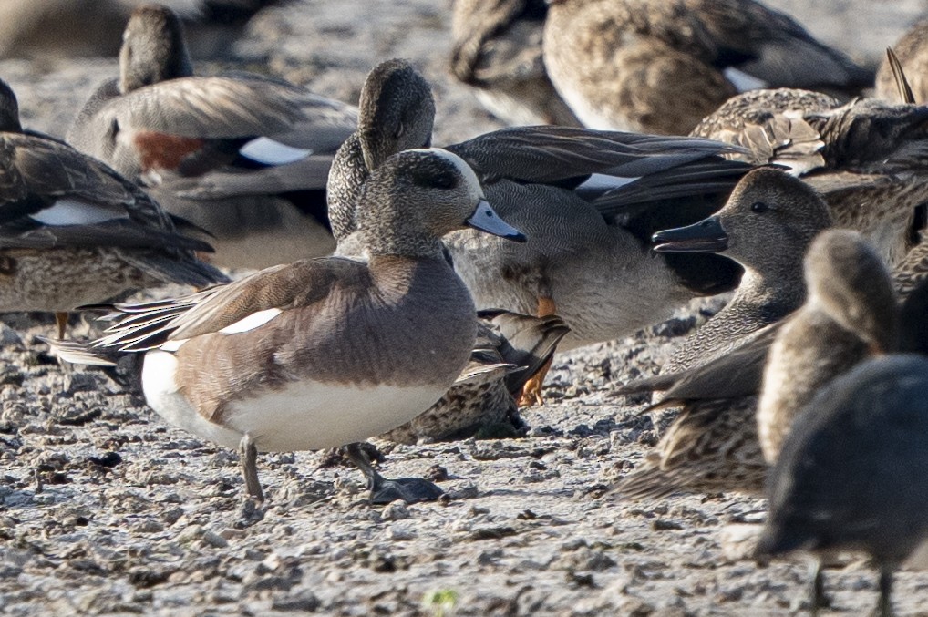 American Wigeon - Ben Nieman