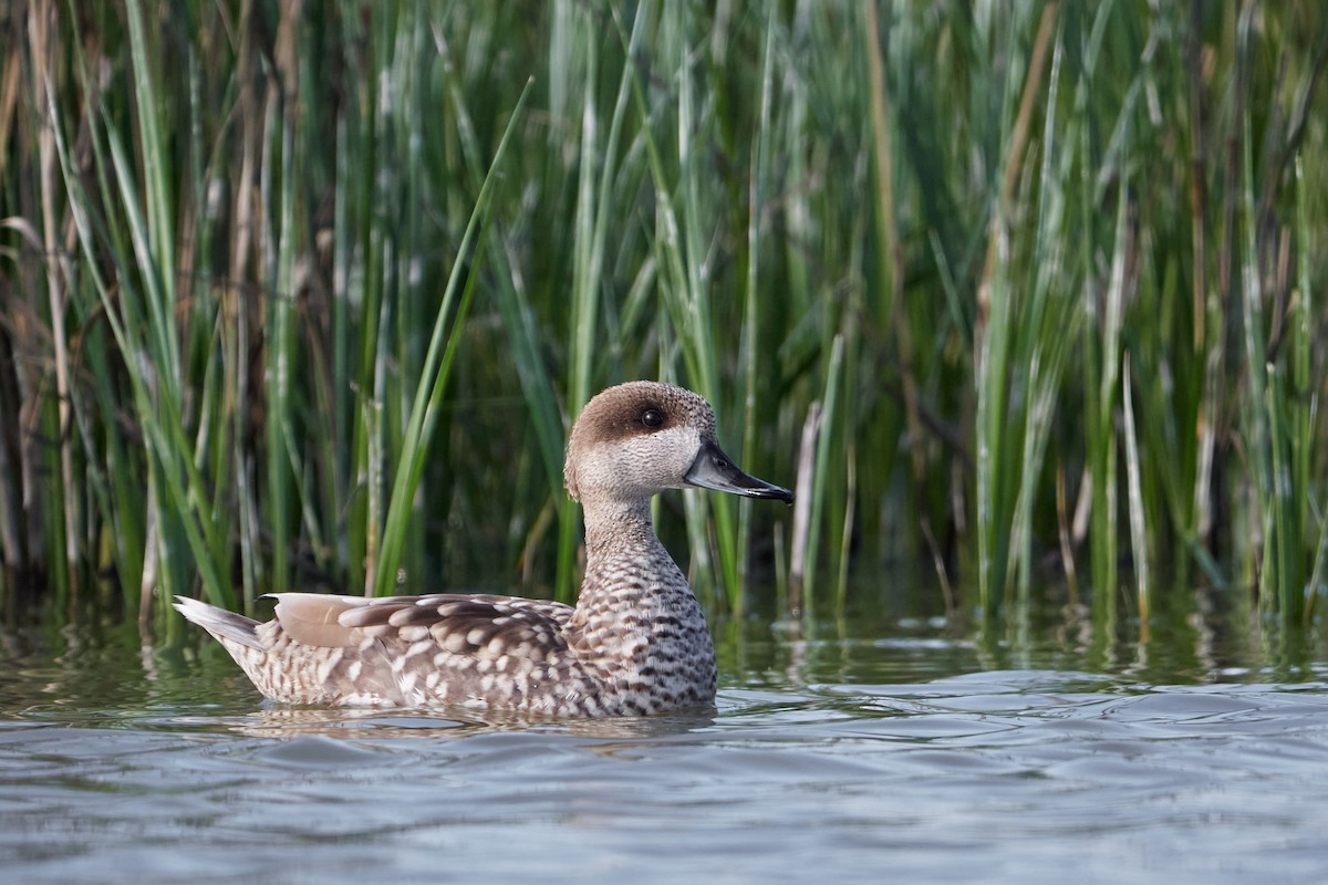 Marbled Duck - ML546812191