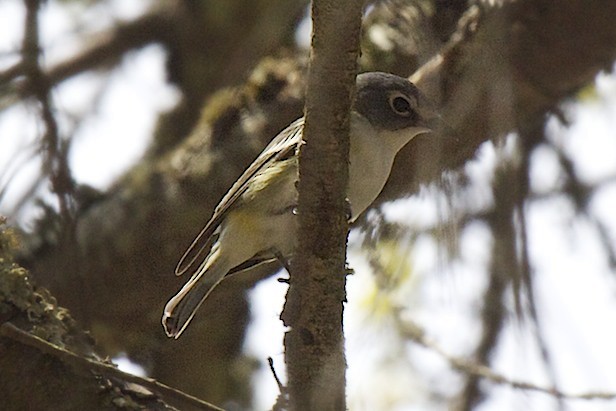 Blue-headed Vireo - ML54681261