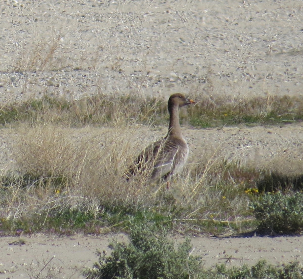 Tundra Bean-Goose - ML546812741