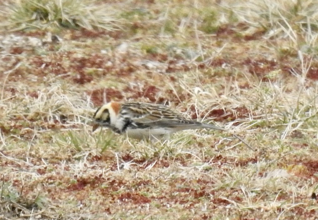 Lapland Longspur - Mike Perrin