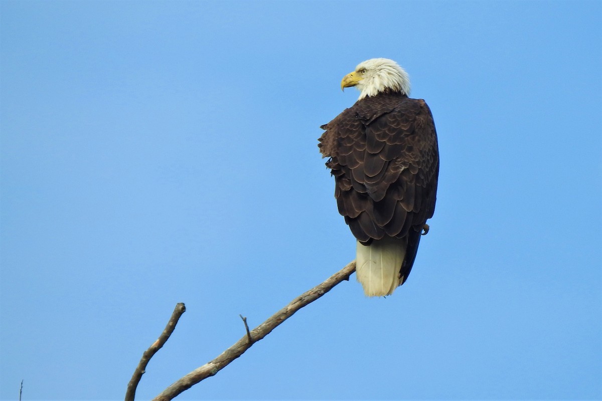 Bald Eagle - ML546813301