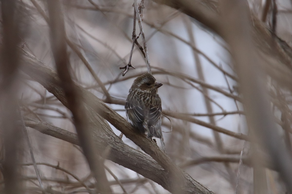 Purple Finch - ML546814211